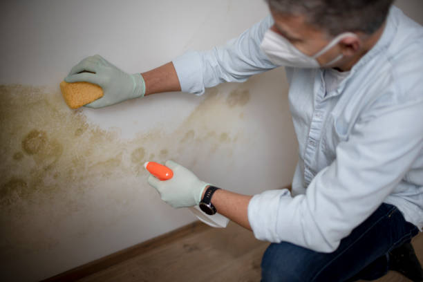 Best Preventive Mold Services in Guttenberg, NJ