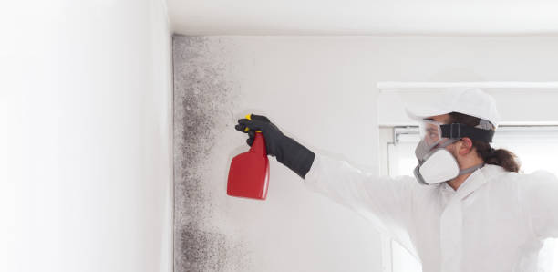 Best Insurance-Related Mold Remediation in Guttenberg, NJ