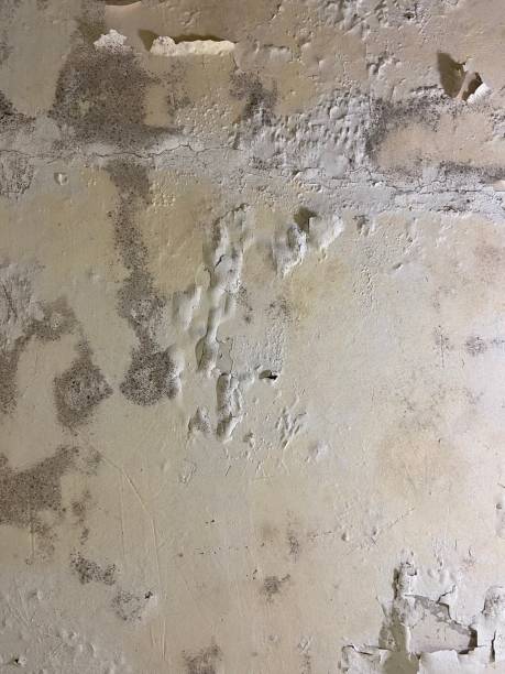 Best DIY Mold Remediation Support Services in Guttenberg, NJ