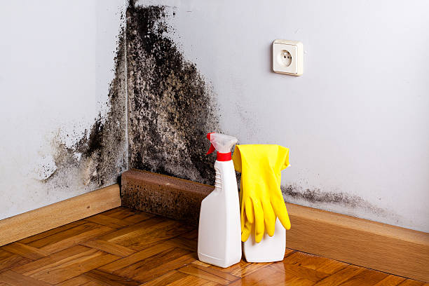 Best Post-Flood Mold Remediation in Guttenberg, NJ