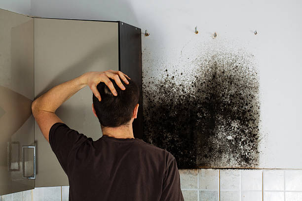 Best Localized Mold Remediation (e.g., coastal areas, humid climates) in Guttenberg, NJ
