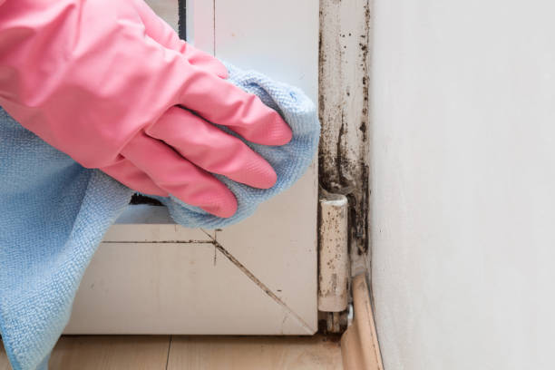 Trusted Guttenberg, NJ Mold Remediation Experts